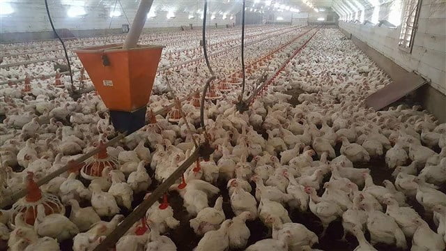 Etlik Tavuk Üretimi