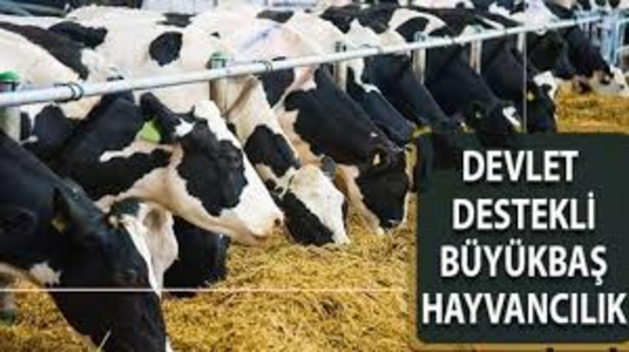 buyuk3 Büyükbaş Hayvancılık Hibe Destekleri 2022