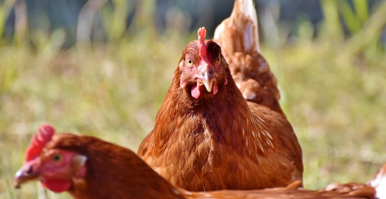 tavuk2 En Fazla Para Kazandıran Tavuk Cinsleri Ve Çeşitleri