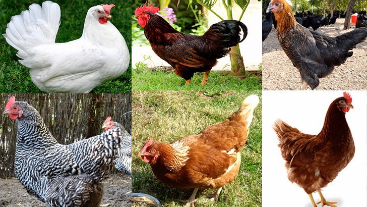 tavuk4 En Fazla Para Kazandıran Tavuk Cinsleri Ve Çeşitleri